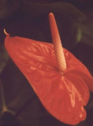 Gros plan sur un anthurium rouge.