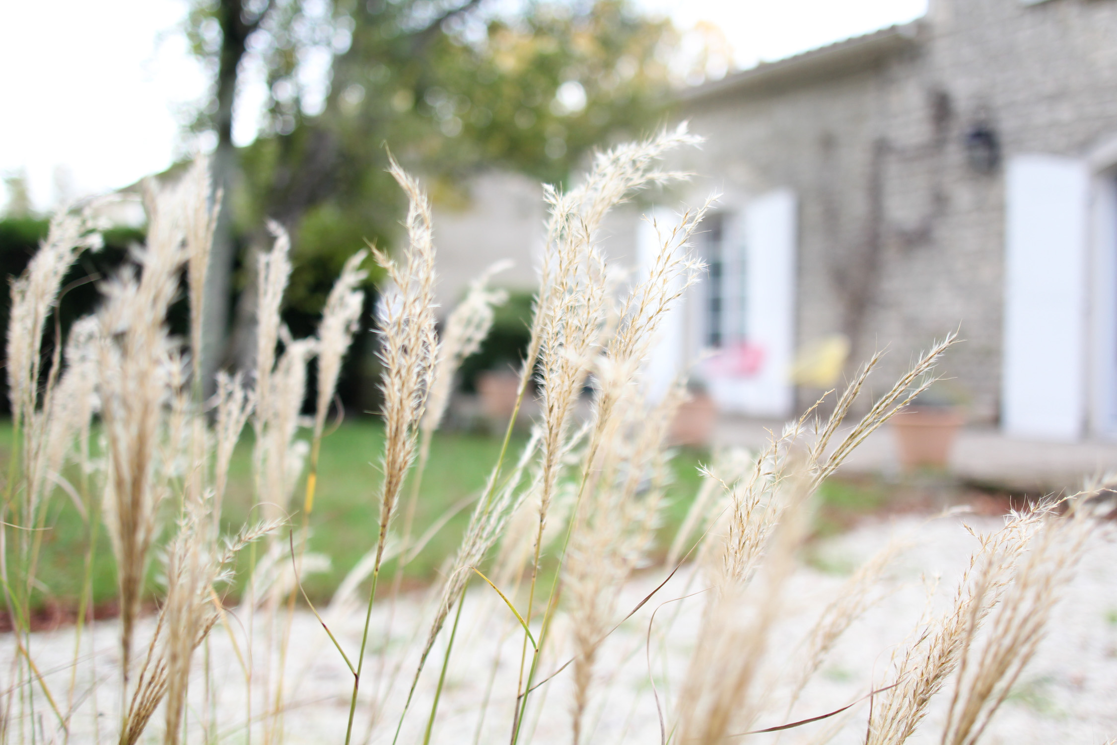 Plantation de graminées dans le jardin