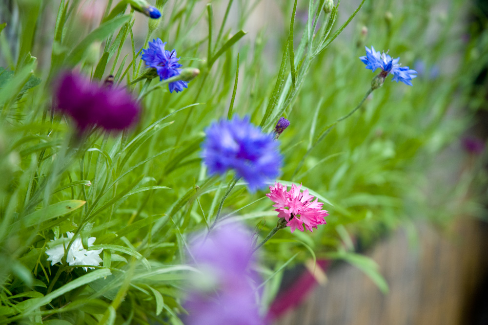 DIY : recycler une gouttière en jardinière